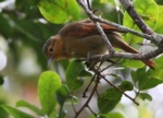 Buff-fronted Foliage-gleaner